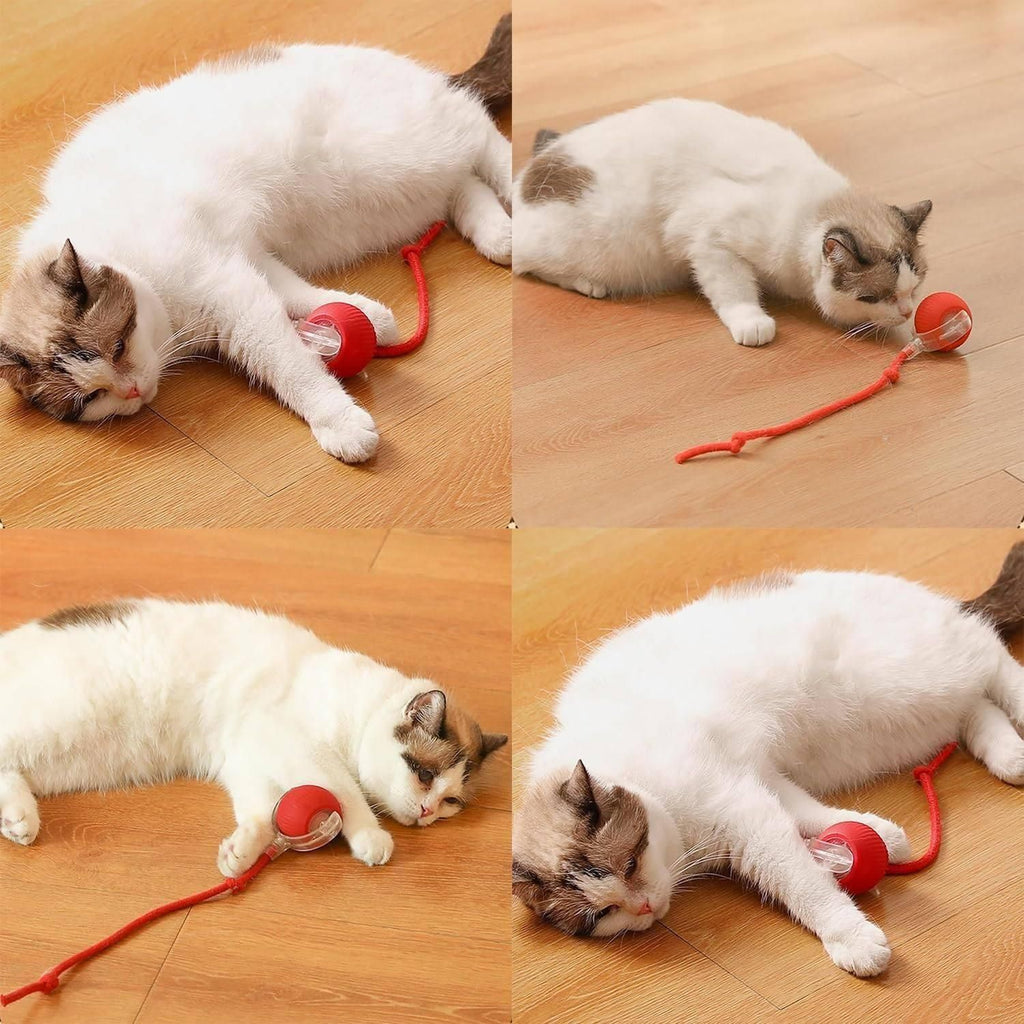 Interactive Rolling Ball Toy – Fun Playtime for Pets